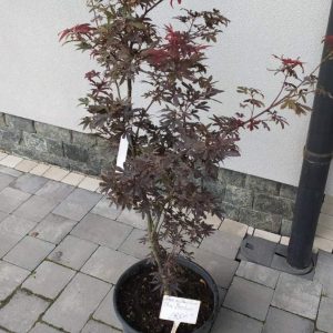 Клен японський - Acer palmatum Fireglow