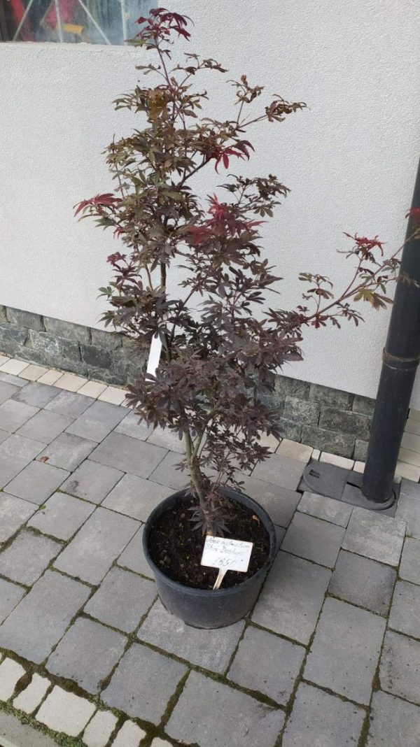 Клен японський - Acer palmatum Fireglow