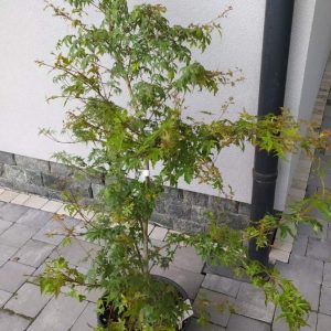 Клен японський - Acer palmatum Seiryu