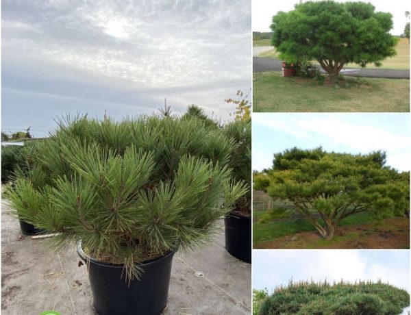 Сосна густоквіткова - Pinus densiflora Umbraculifera