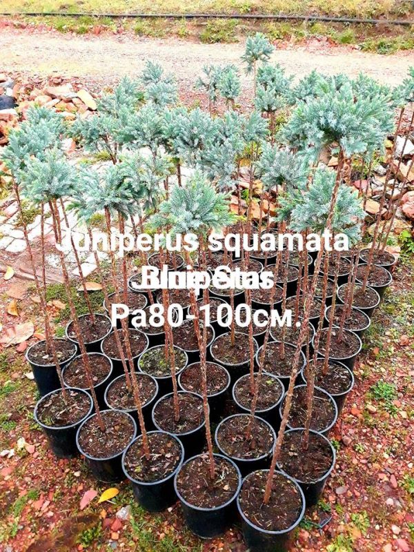 Ялівець лускатий - Juniperus squamata Blue Star Pa (на штамбі)