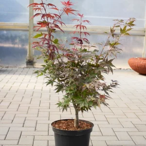 Клен японський - Acer palmatum Aratama