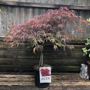 Клен японський - Acer palmatum Disectum Garnet