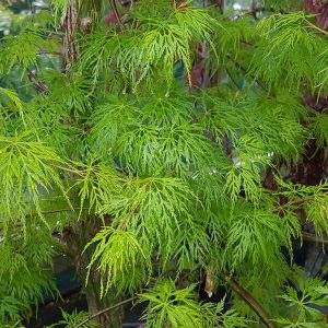 Клен японський - Acer palmatum Emerald Lace