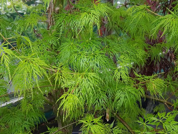 Клен японський - Acer palmatum Emerald Lace