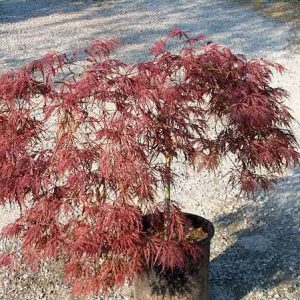 Клен японський - Acer palmatum Inaba Shidare Pa