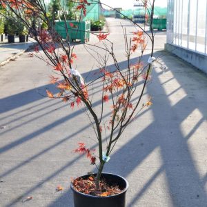 Клен японський - Acer palmatum Seiryu