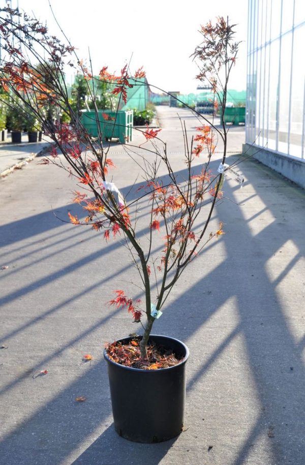 Клен японський - Acer palmatum Seiryu