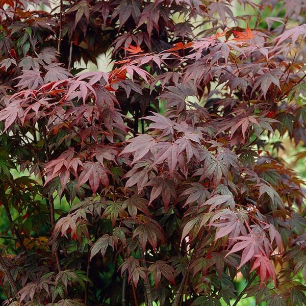 Клен японський - Acer palmatum Atropurpureum