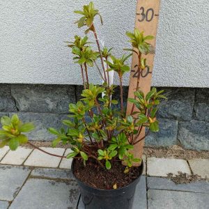 Азалія японська - Azalea japonica