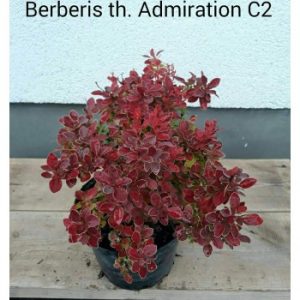 Барбарис – Berberis thunbergii Admiration R (C3,висота 10-20см)
