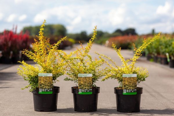 Барбарис Тунберга - Berberis thunbergii Golden Dream