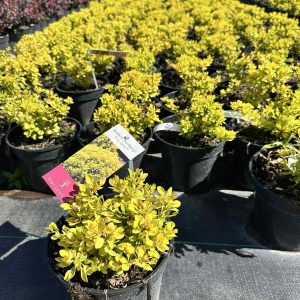 Барбарис Тунберга - Berberis thunbergii Tiny Gold (діаметр D 20-25 см, горщик 3л)