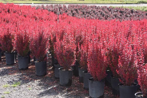 Барбарис Тунберга - Berberis thunbergii Orange Rocket