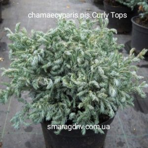 Chamaecyparis pisifera Curly Tops