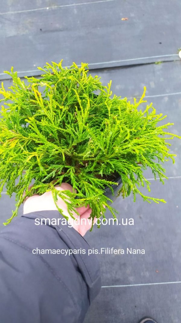 Chamaecyparis pisifera Filifera nana