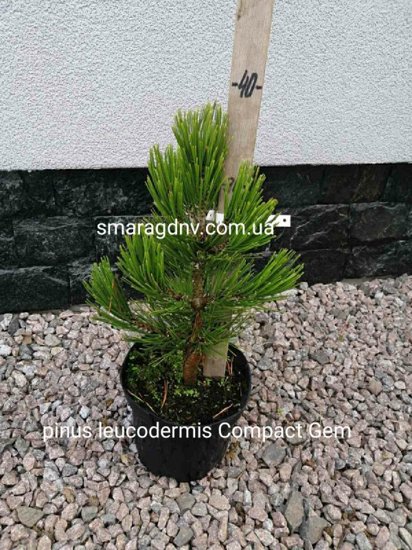 Сосна білокора - Pinus leucodermis Compact Gem