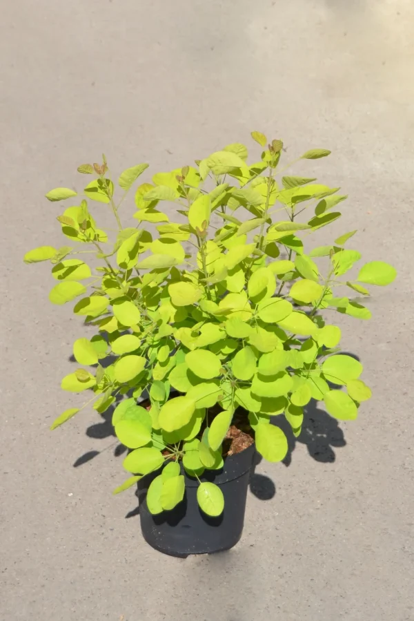 Скумпія звичайна - Cotinus coggygria Golden Lady