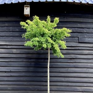 Гінкго білоба - Ginkgo biloba Pendula Pa (на штамбі)