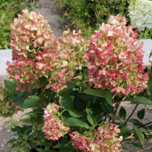 Гортензія волотиста - Hydrangea paniculata Griffiti Pa (на штамбі)