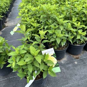 Гортензія волотиста - Hydrangea paniculata Limelight (висота H 30-40 см, горщик 3л)
