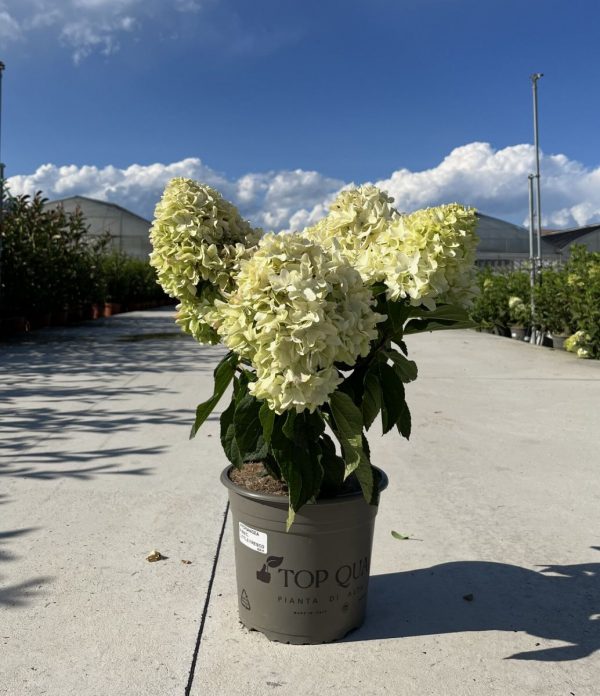 Гортензія волотиста - Hydrangea paniculata Little Fresco