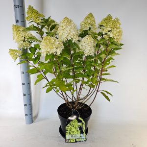 Гортензія волотиста - Hydrangea paniculata Mojito