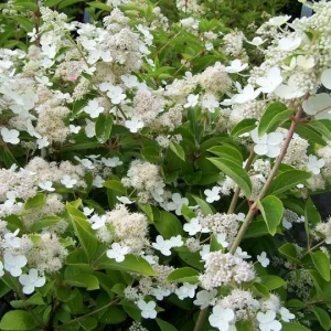 Гортензія волотиста - Hydrangea paniculata Prime White