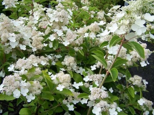 Гортензія волотиста - Hydrangea paniculata Prime White