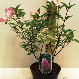 Гортензія волотиста - Hydrangea paniculata Sundae Fraise
