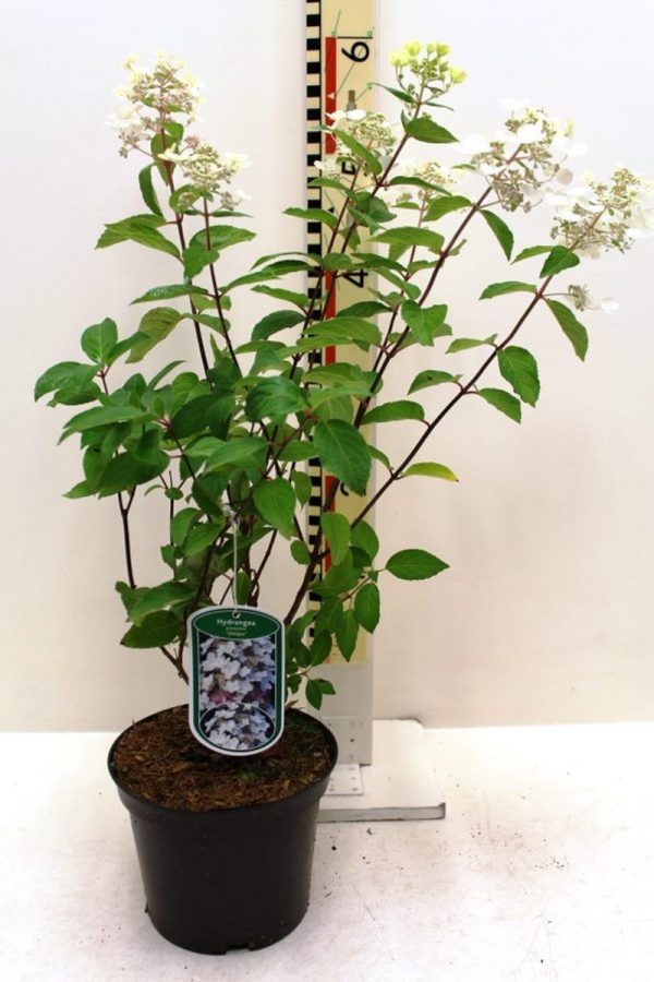 Гортензія волотиста - Hydrangea paniculata Unique