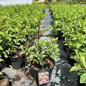 Гортензія волотиста - Hydrangea paniculata Vanille Fraise (висота H 40-60 см, горщик 3л)