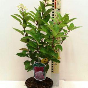 Гортензія волотиста - Hydrangea paniculata Vanille Fraise