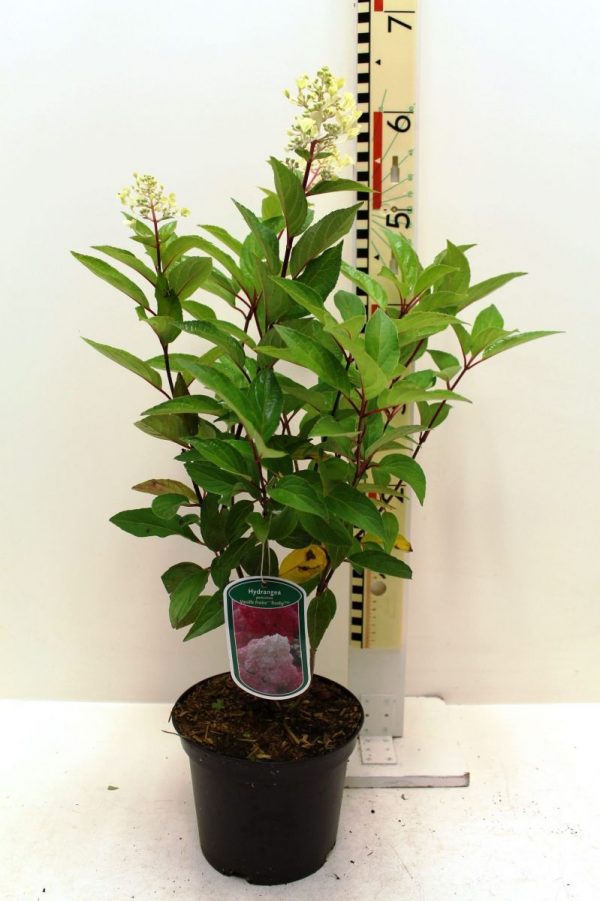 Гортензія волотиста - Hydrangea paniculata Vanille Fraise