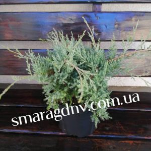 Ялівець середній - Juniperus pfitzeriana Glauca