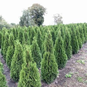 Туя західна - Thuja occidentalis Smaragd (висота H 160-180 см, ком землі)