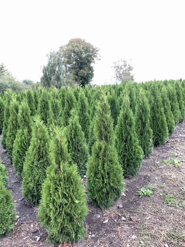 Туя західна - Thuja occidentalis Smaragd (висота H 160-180 см, ком землі)