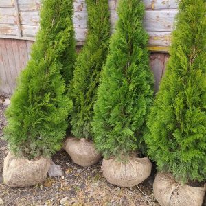 Туя західна - Thuja occidentalis Smaragd (висота H 180-200 см, ком землі)