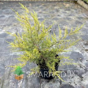 Ялівець китайський - Juniperus chinensis Kuriwao Gold