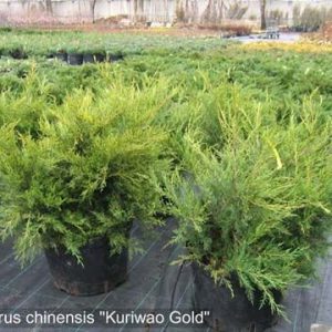 Juniperus chinensis Kuriwao Gold C7
