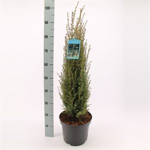 Juniperus communis Arnold C5