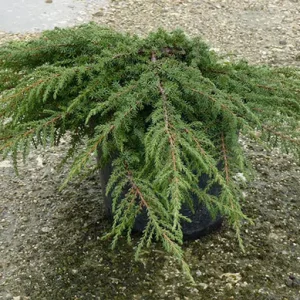 Juniperus communis Green Carpet C5