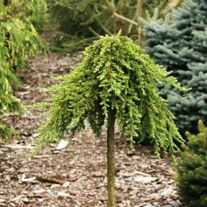 Juniperus communis Greenmantle Pa C5