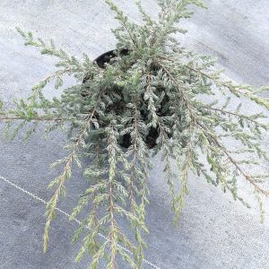 Juniperus communis Repanda C2