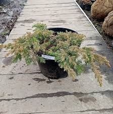 Juniperus conferta Schlager С5