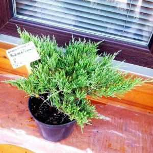 Juniperus horizontalis Andorra Compacta C3