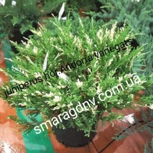 Juniperus horizontalis Andorra Variegata 1