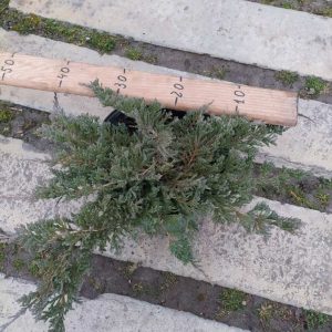 Juniperus horizontalis Blue Chip C5