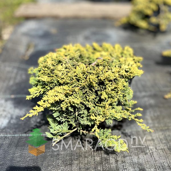 Ялівець горизонтальний - Juniperus horizontalis Golden Carpet