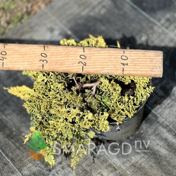 Ялівець горизонтальний - Juniperus horizontalis Golden Carpet